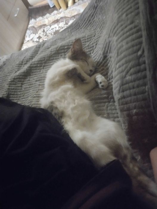 Отдаем кошку в хорошие руки