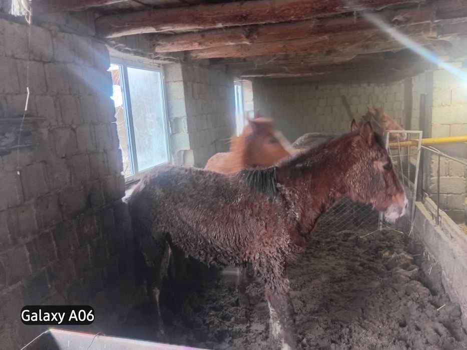 Тайлар сатылады 2 еркек 2 ургашы