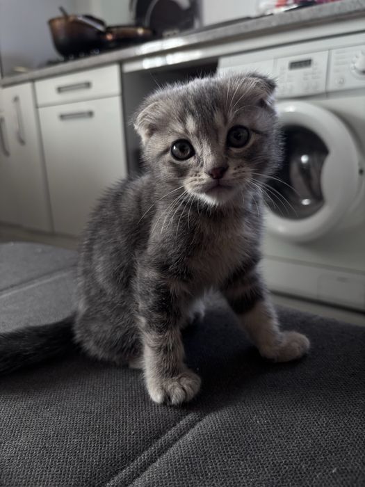 Котенок породистый