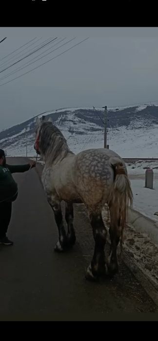 Vând sau schimb cal foarte frumos blând în vârstă de cinci ani mai mul