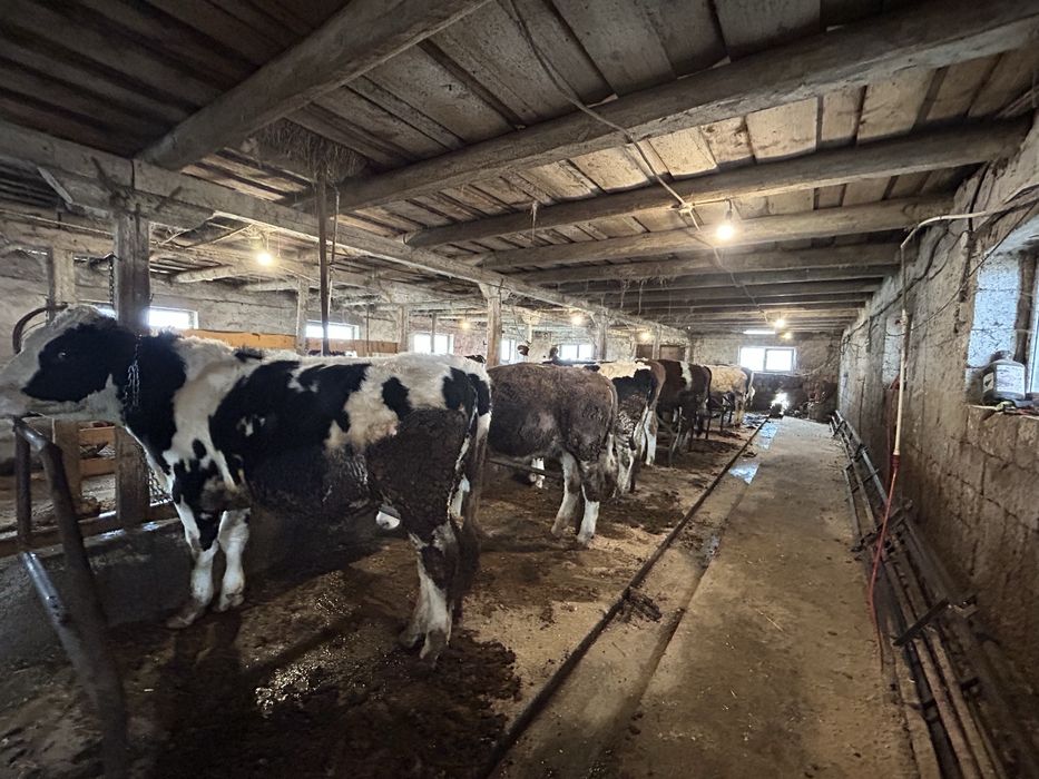 Vand vitele si un tauras