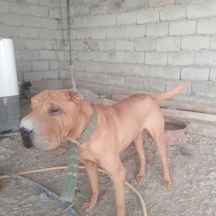 Пидбул сатылымда
