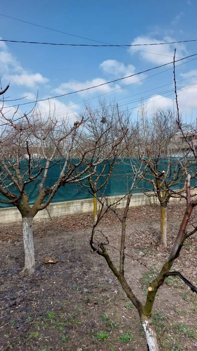 Taieri pomi fructiferi