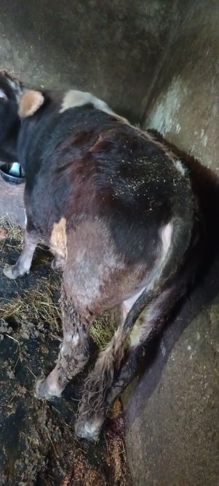 De vanzare 3 taurasi