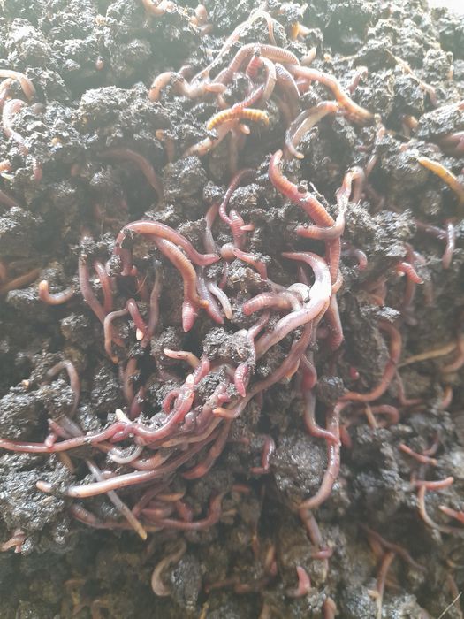 Продаются калифорнийские черви.