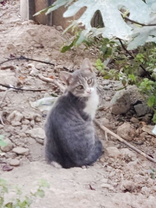 Котята милые отдадим бесплатно