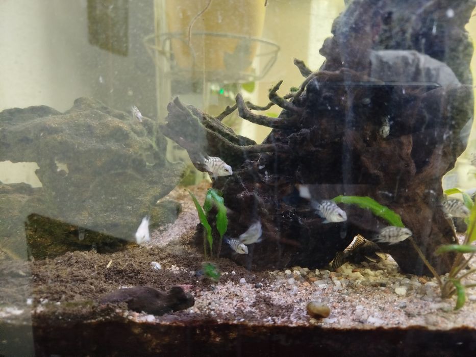 Сапфировые попугаи