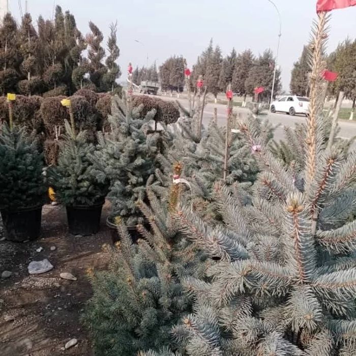 Manzarali darahrlar