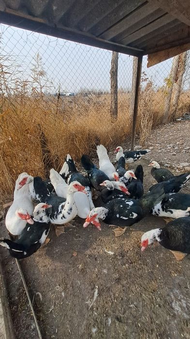 Индигуткалар 12та