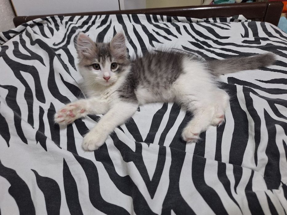 Котёнок в добрые руки