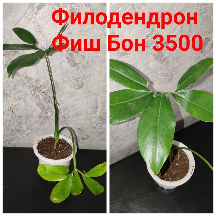 Цветы  комнатные