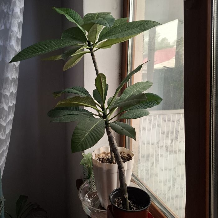Плюмерия цветы вечной Любви