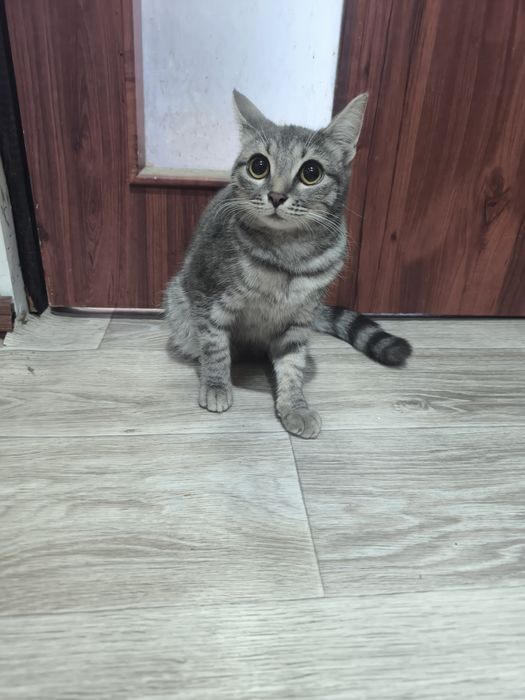 Пропавшая кошка!!!