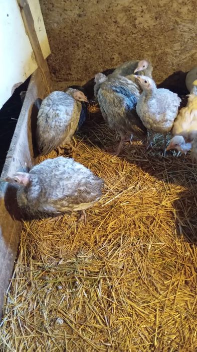 Vind sau schimb cu cereale