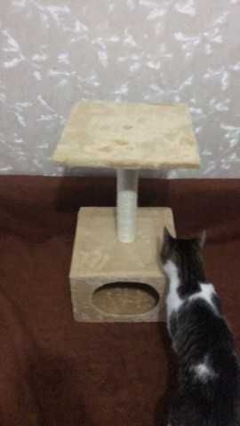 Casuta pisici cu un etaj