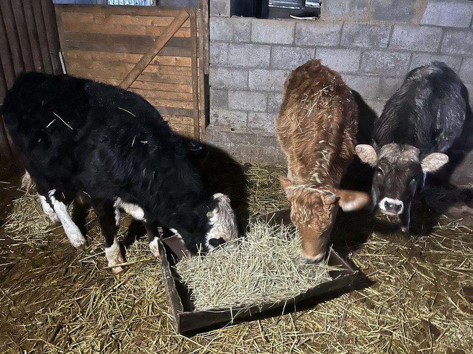 3 еуы сатылады 350 мыннан