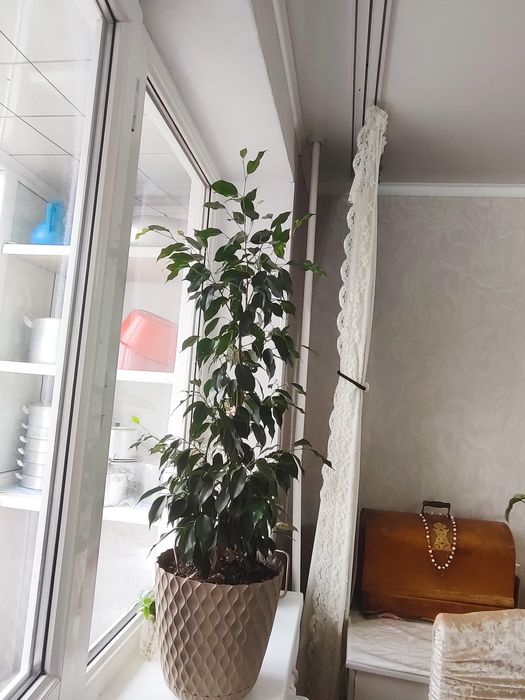 Комнатные растения