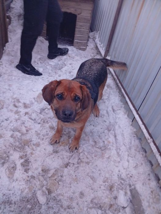 Отдам в хорошие руки