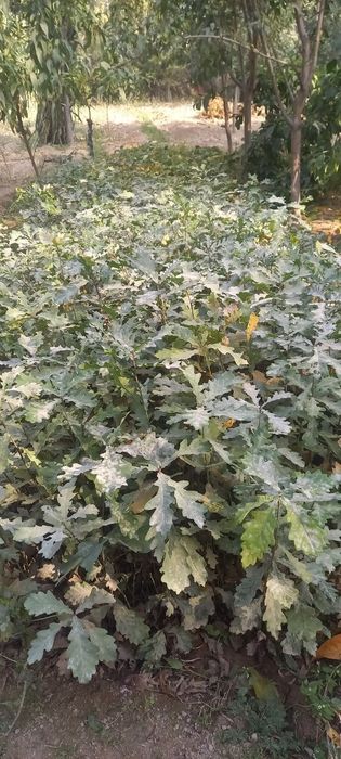 Дуб ва каштан кучатлари