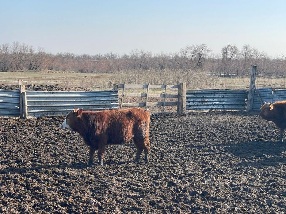 Бычки упитанный подсосы