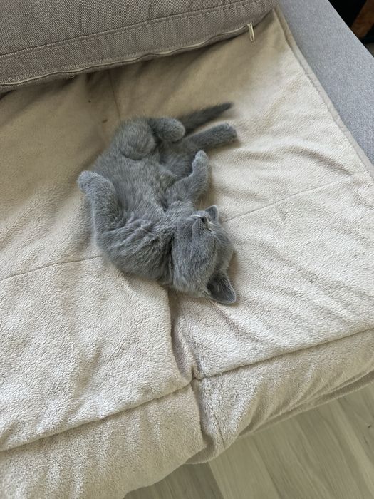 British Shorthair de vânzare – 5 ghemotoace de fericire caută personal!