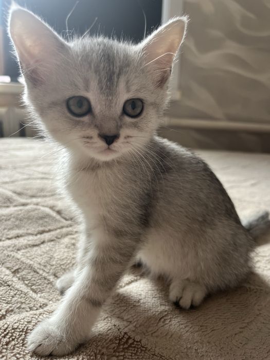 Шотладские котята