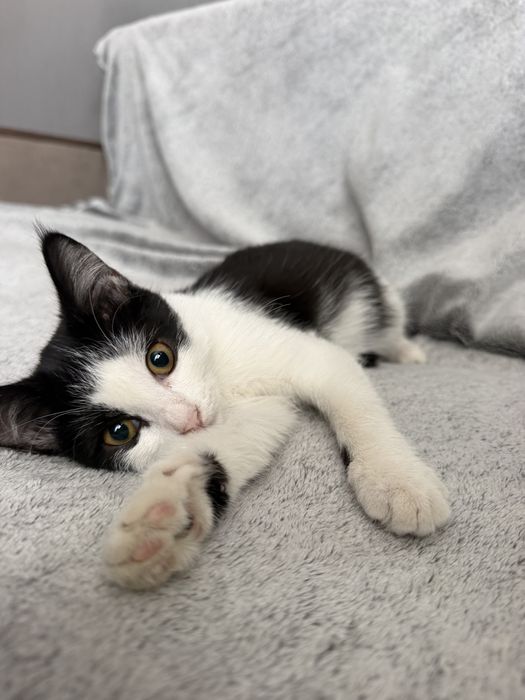 Котенок 2 месяца