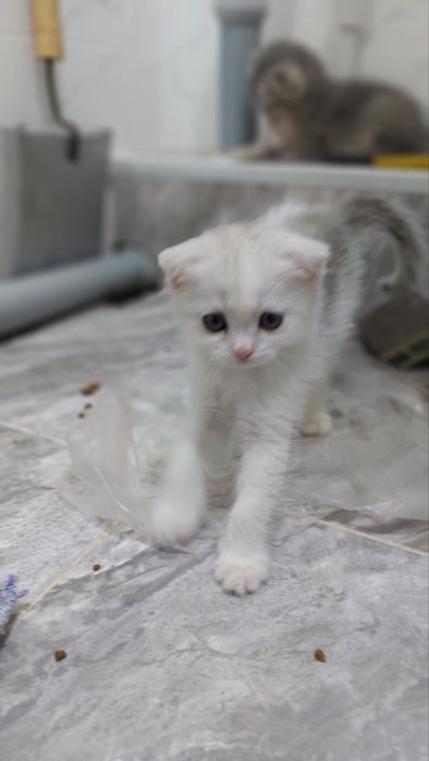 Продаётся  Сотилади