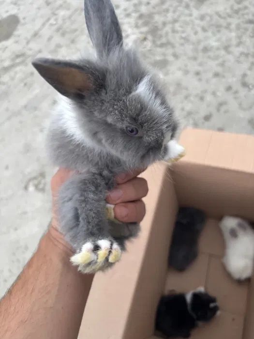 Donez iepure cap de leu