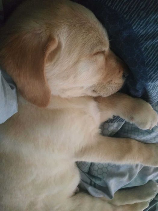 Продавам лабрадор ретривър