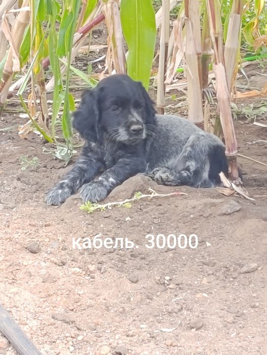 Спаниель русский