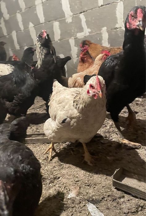 Продам куры домашние