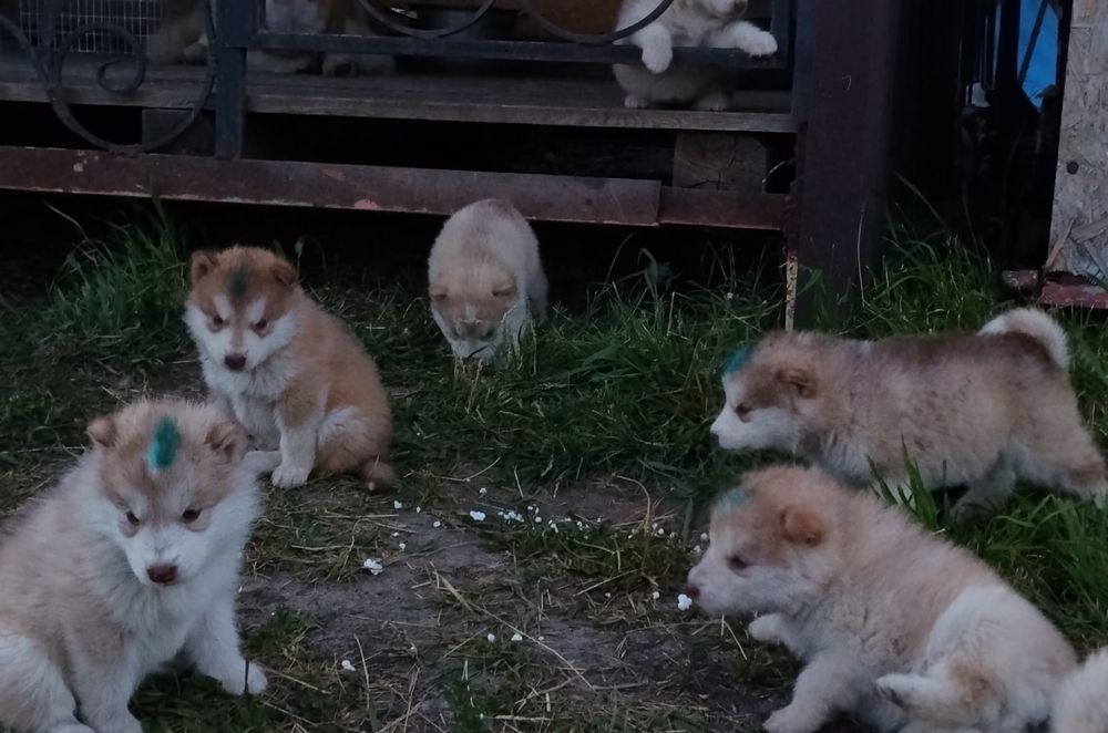 Продам щенят Аляскинского маламута