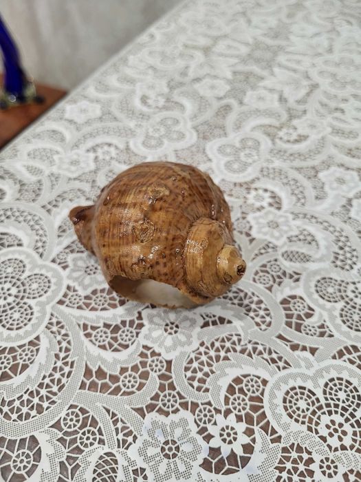 Ракушка/раковина морского молюска