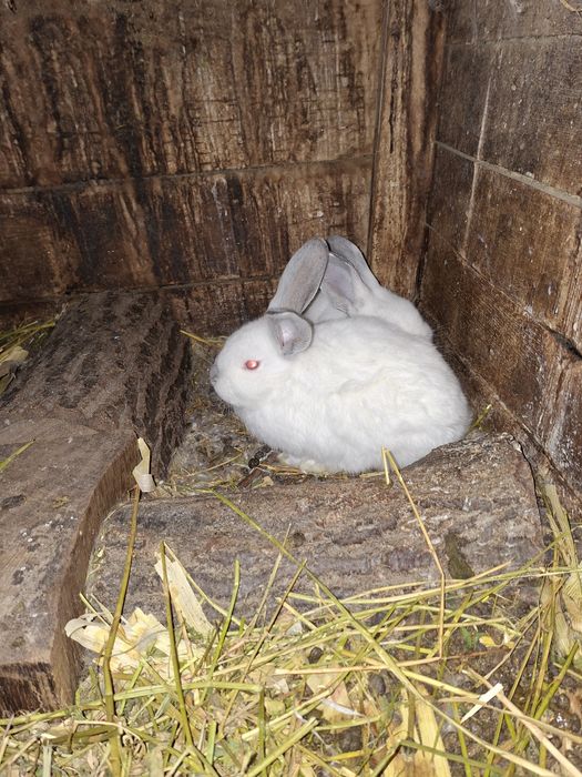 Продавам зайци различна възраст и породи