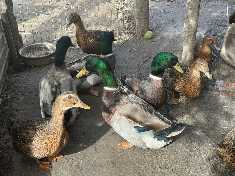 Vând ouă rața Rouen