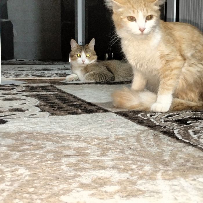 Erkak va ayol mushuk 1 yillik