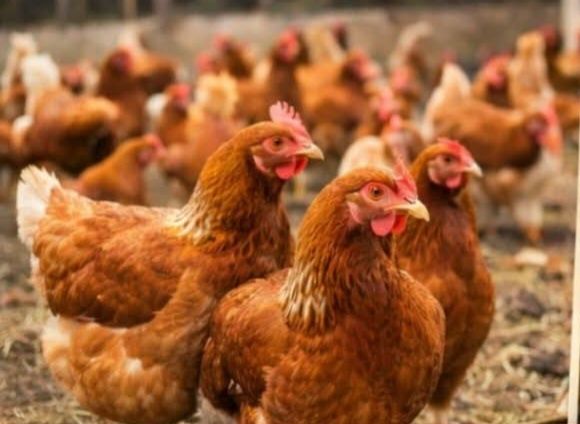 Продавам кокошки носачки цена 7€