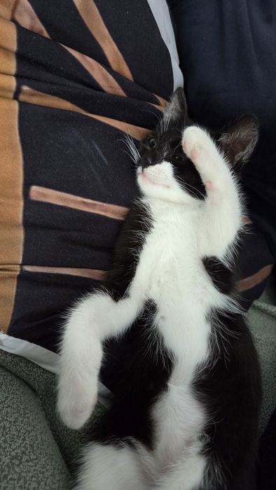 Donez pisic pentru adoptie