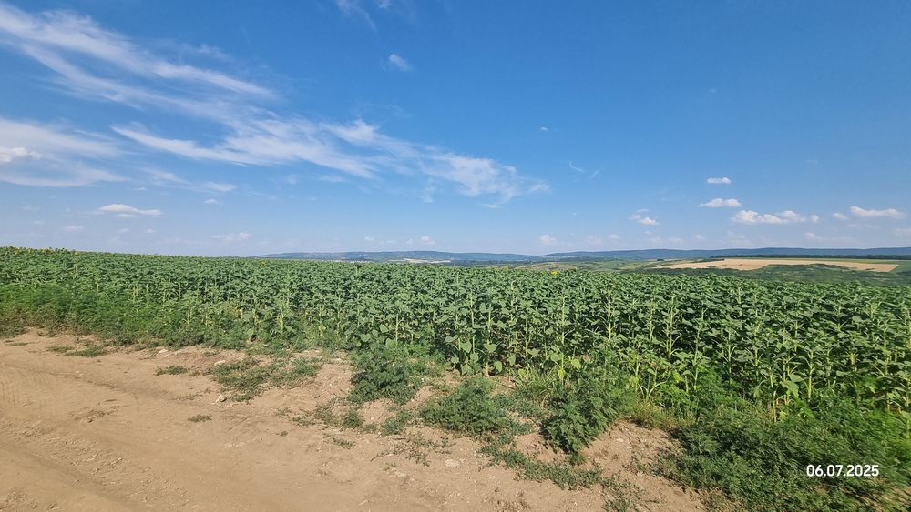 Teren extravilan Ciurbesti/Miroslava