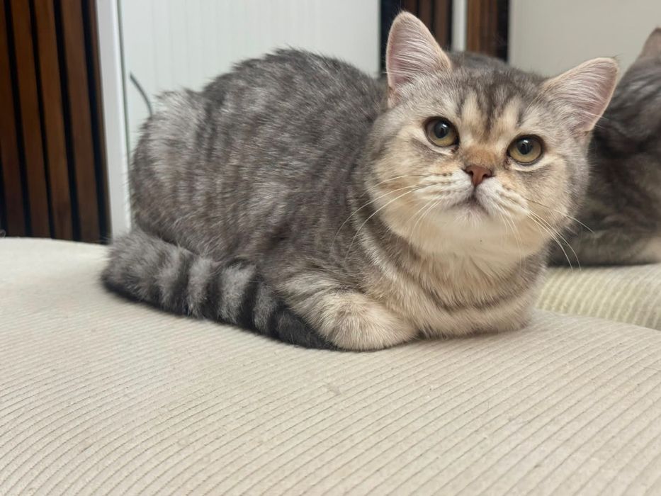 Продам кошку очень милая