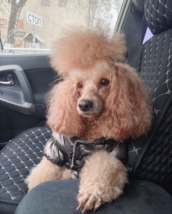 Щенок карликового пуделя