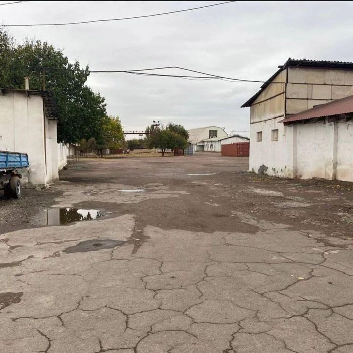 Дурмень 195 соток