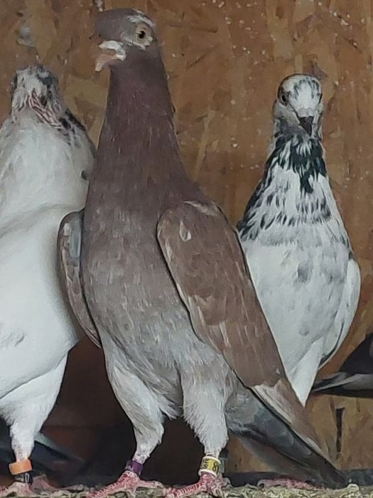 Vand porumbei tippleri englez import Serbia