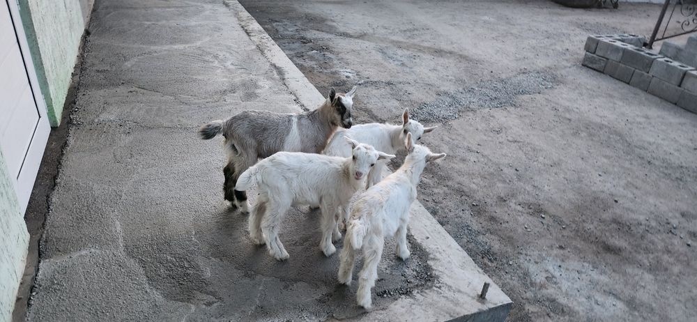 Продам козлята 5шт