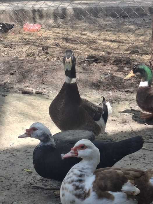 Продам Утка башкирская пекинская