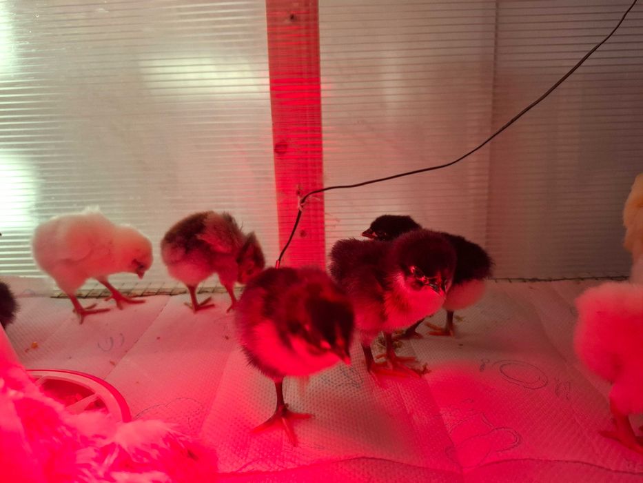 Oua incubat Australorp