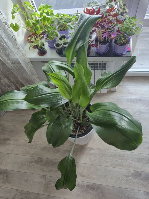 Эухарис (амазонская лилия)