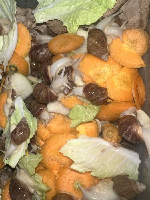 Ulitkalar Shilliqurtlar