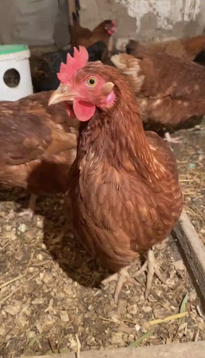 Куры Несушки Ломан Браун